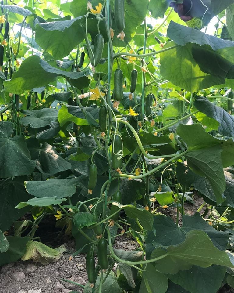 Cucumber vines climbing in greenhouse