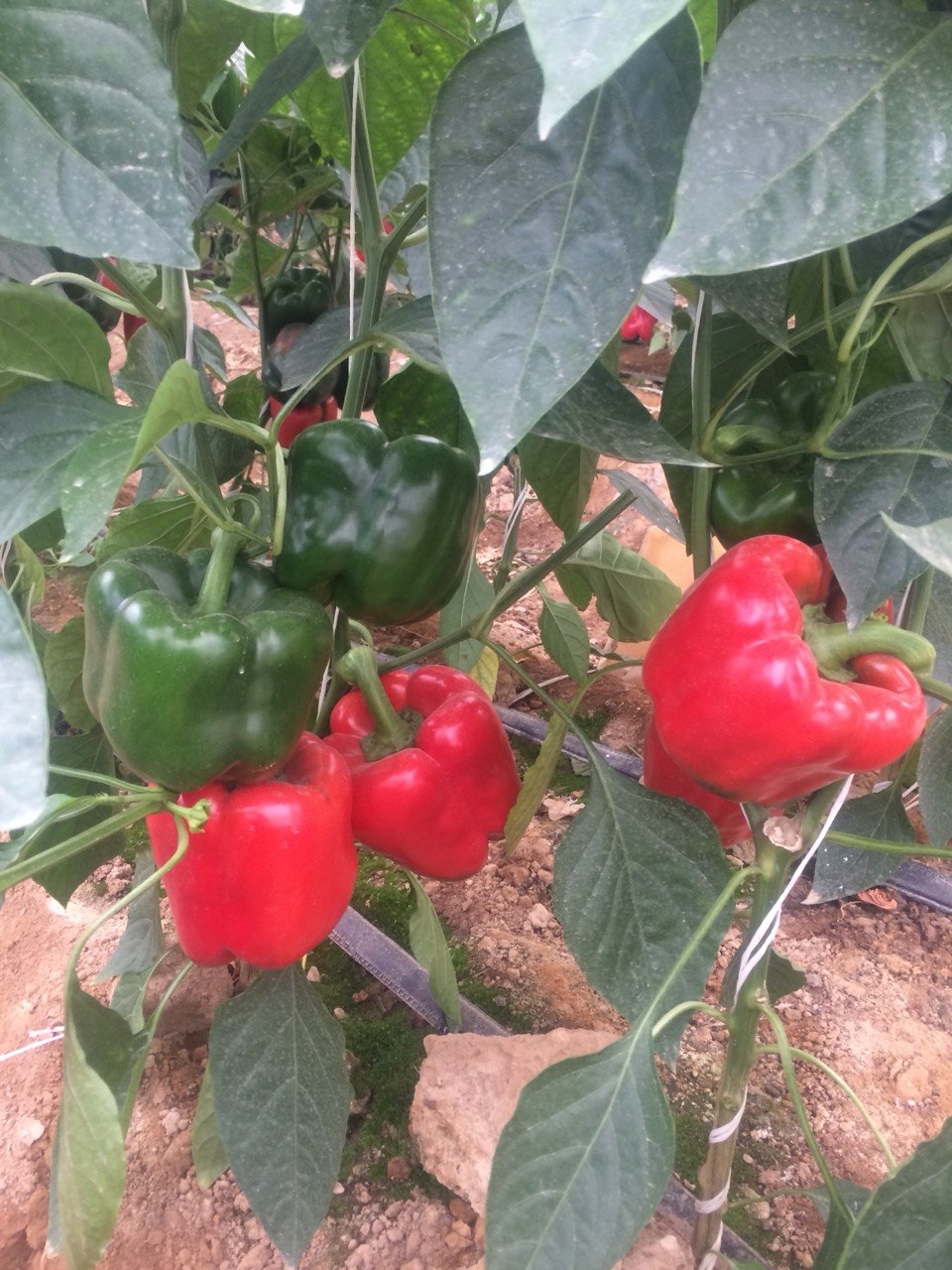 Red and green bell peppers in the greenhouse