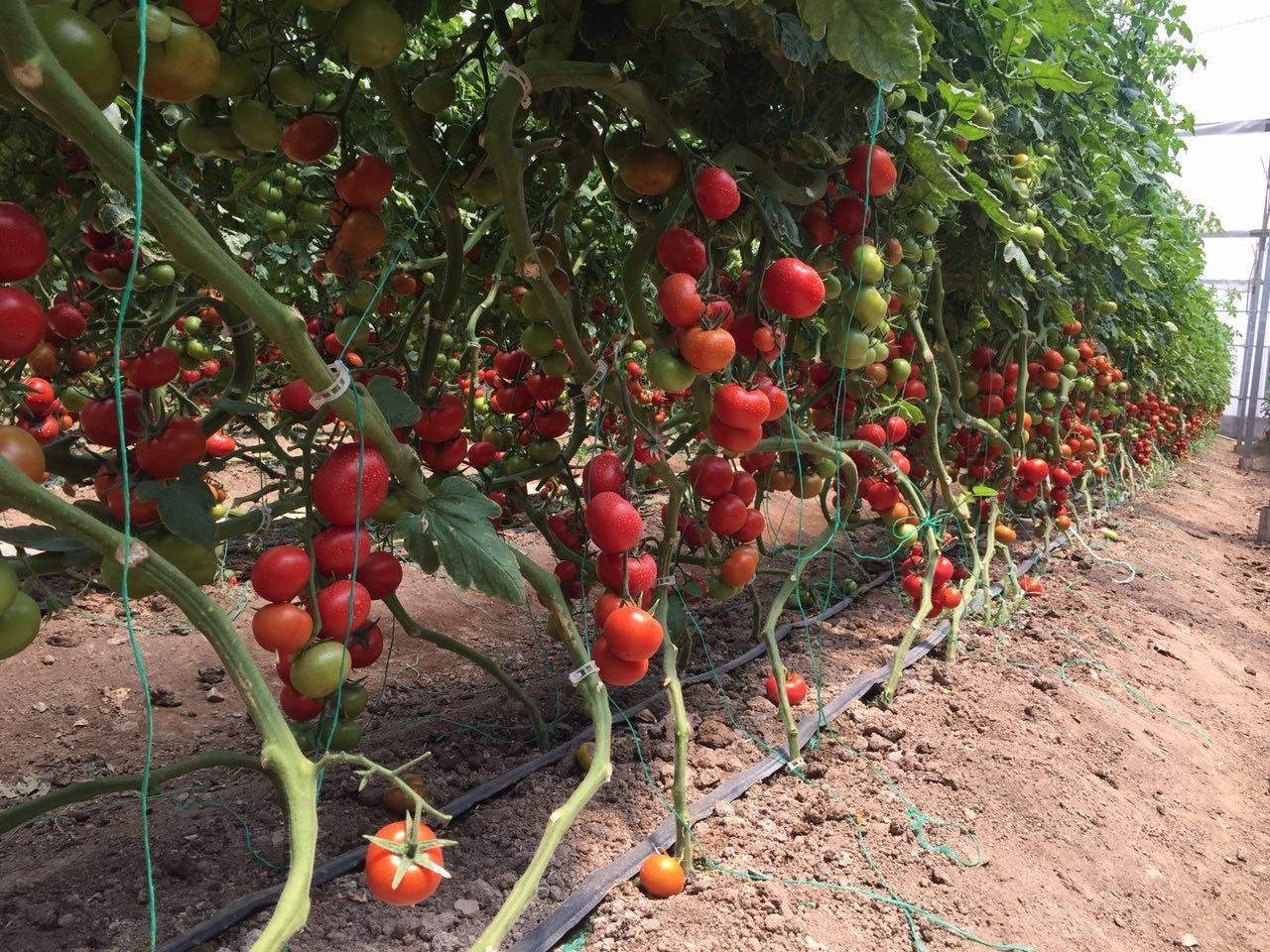Abundant red tomatoes on vines in greenhouse