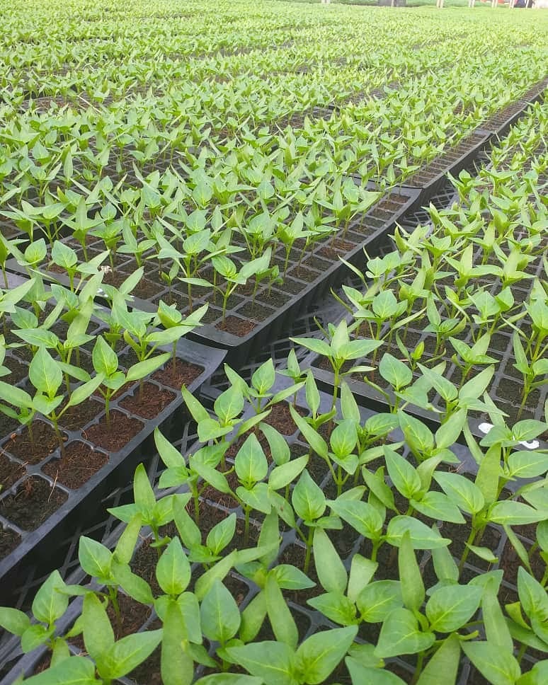 Rows of greenhouse seedling trays