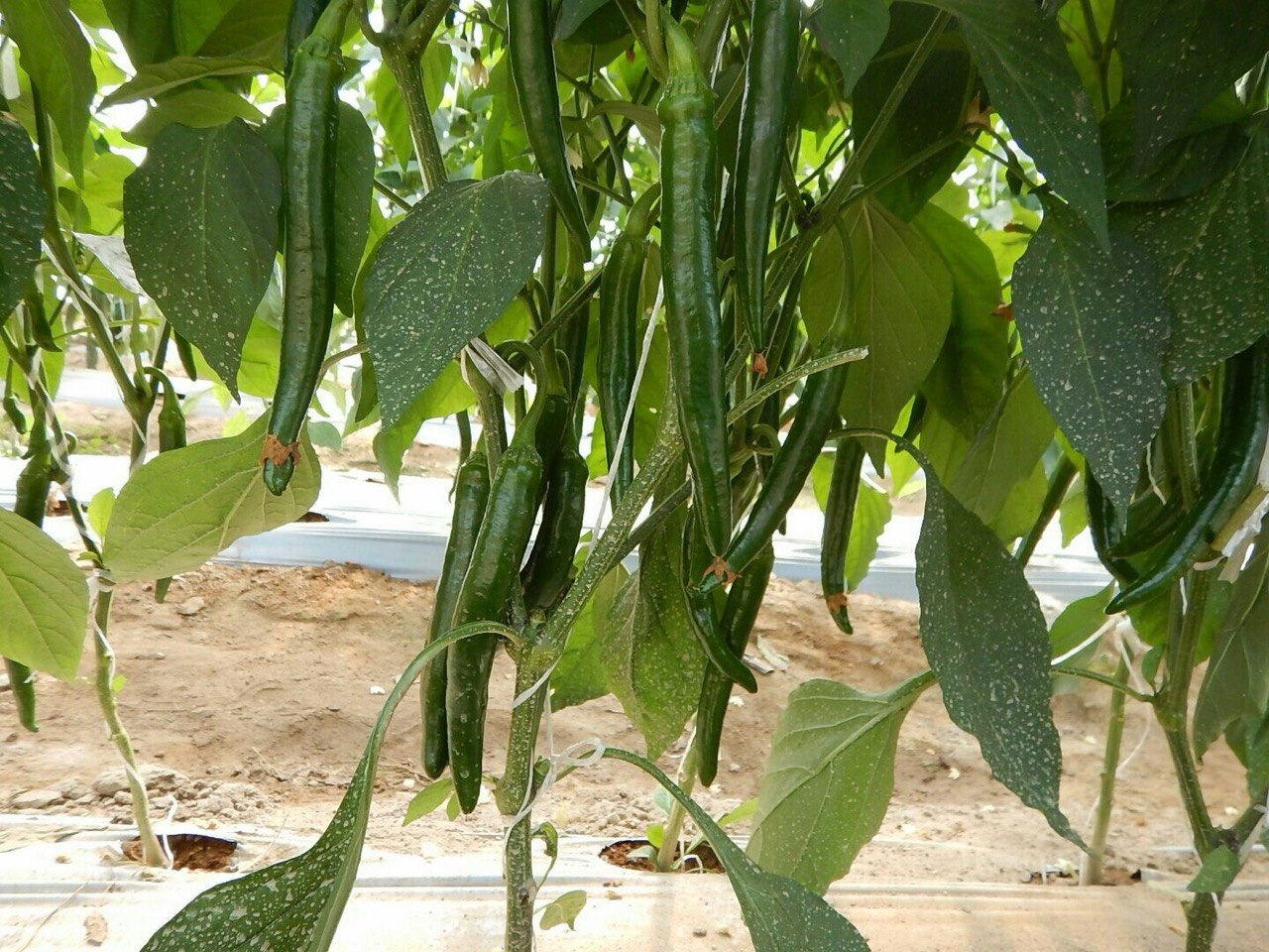 Long green peppers ready for harvest