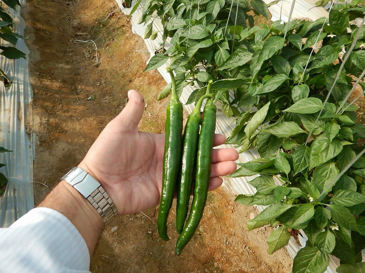 Freshly harvested green chili peppers